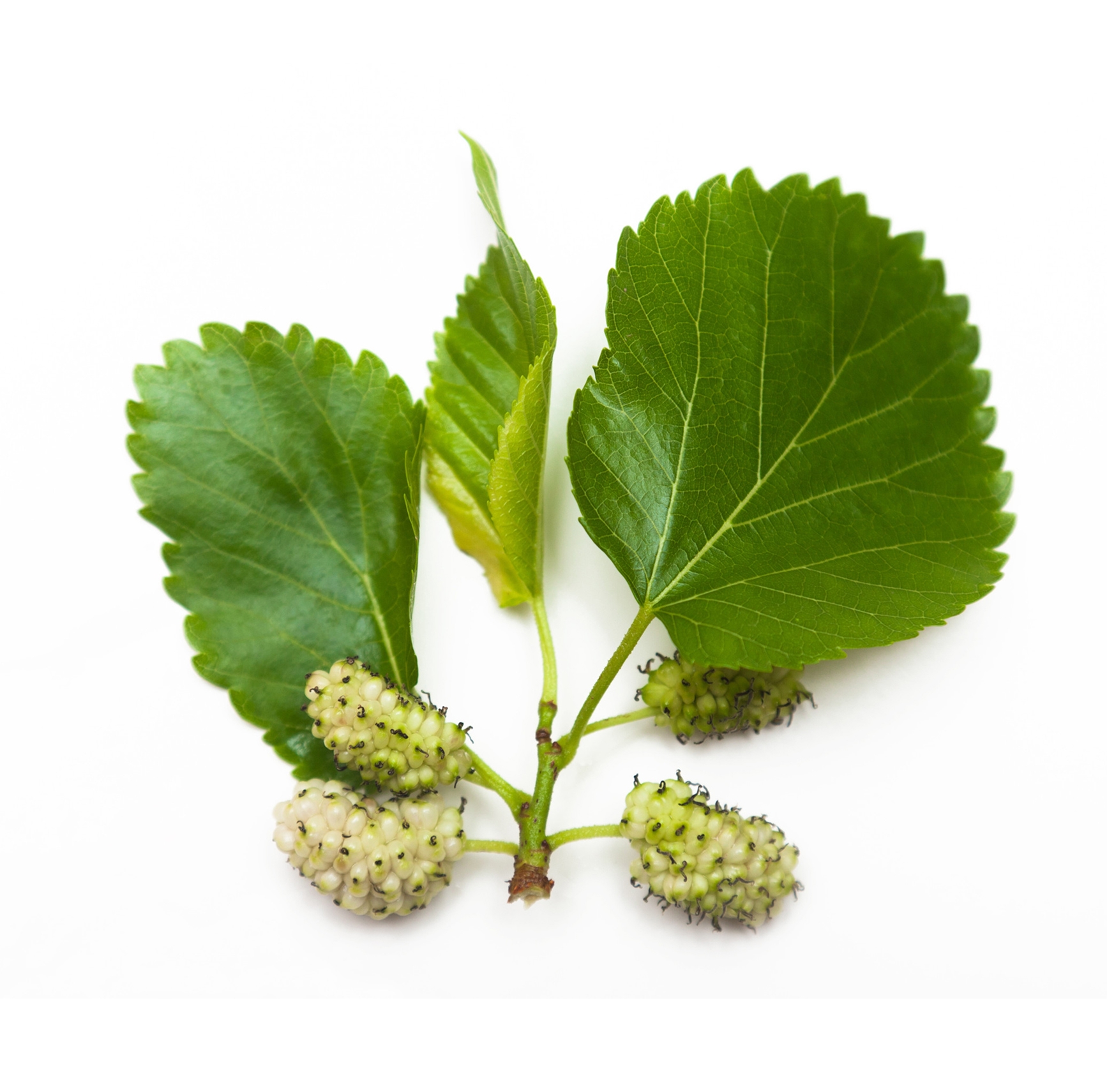 Ingredient: White mulberry leaf extract